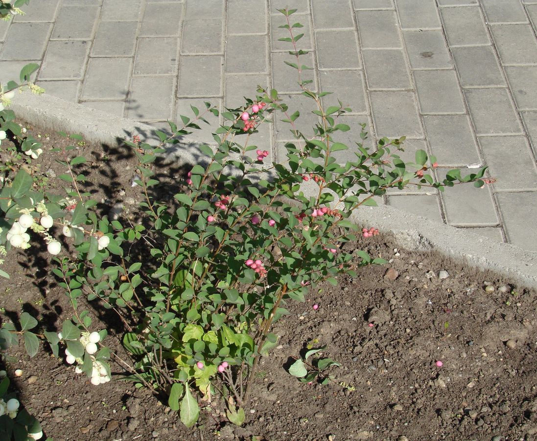 Image of Symphoricarpos &times; doorenbosii specimen.