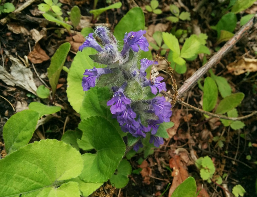 Изображение особи Ajuga multiflora.