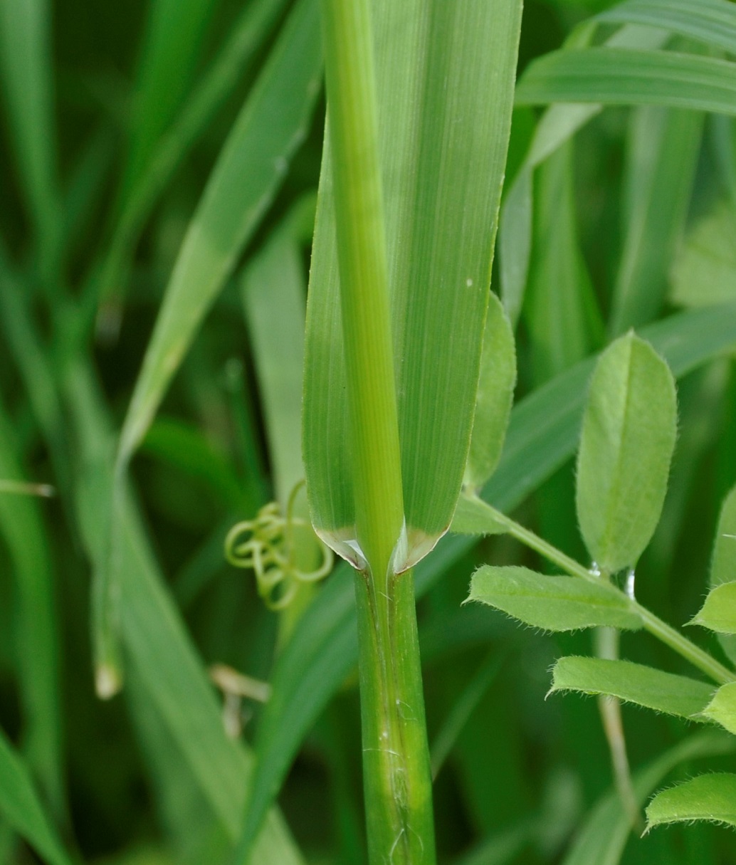 Image of genus Avena specimen.