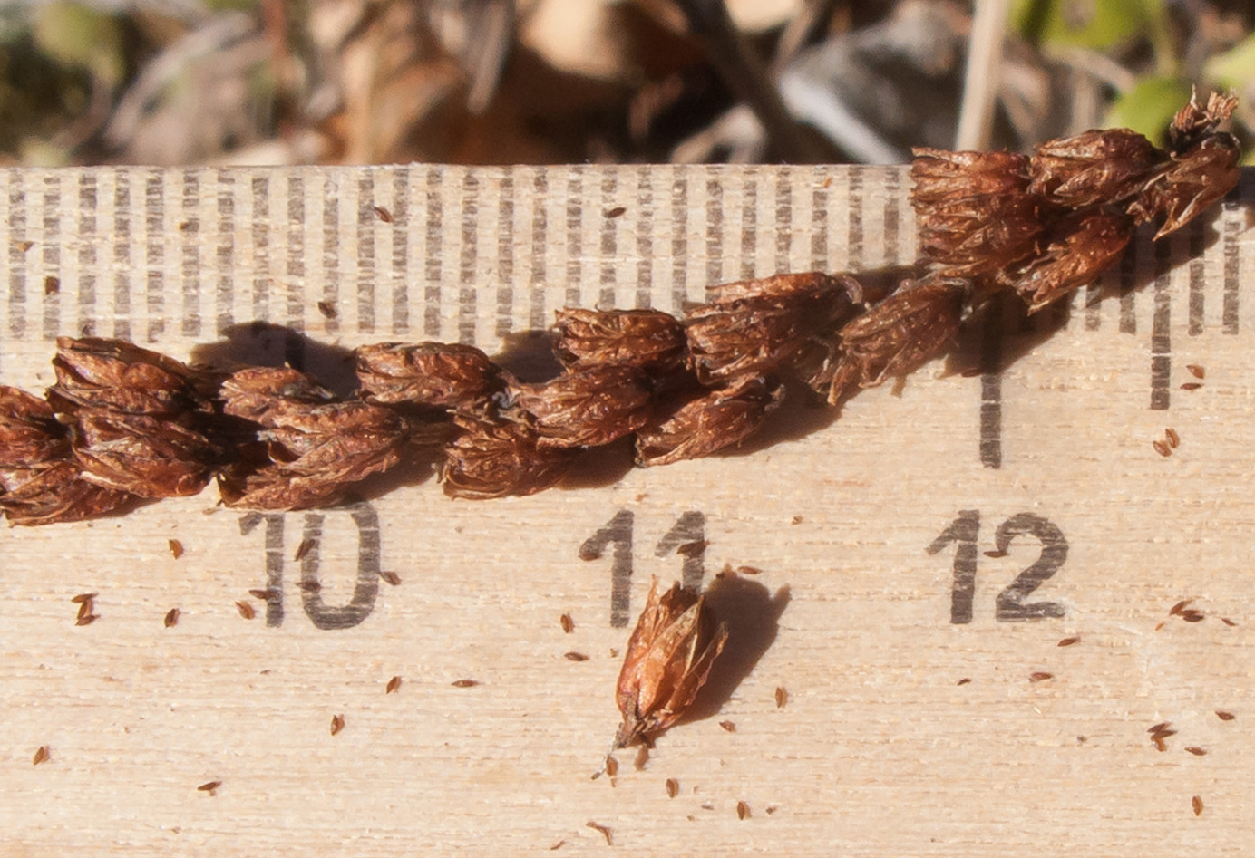 Image of Chiastophyllum oppositifolium specimen.