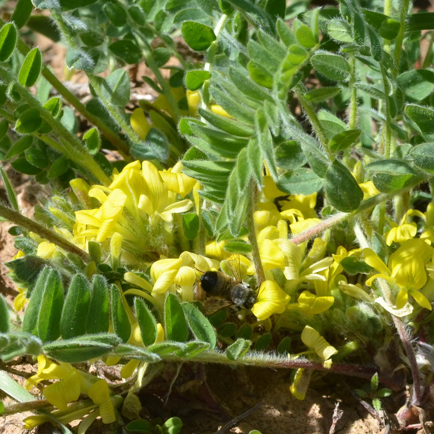 Image of Astragalus anisomerus specimen.