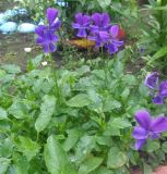 Viola cornuta. Цветущие растения. Тверская обл., г. Тверь, Заволжский р-н, клумба возле многоэтажки. 1 июня 2019 г.