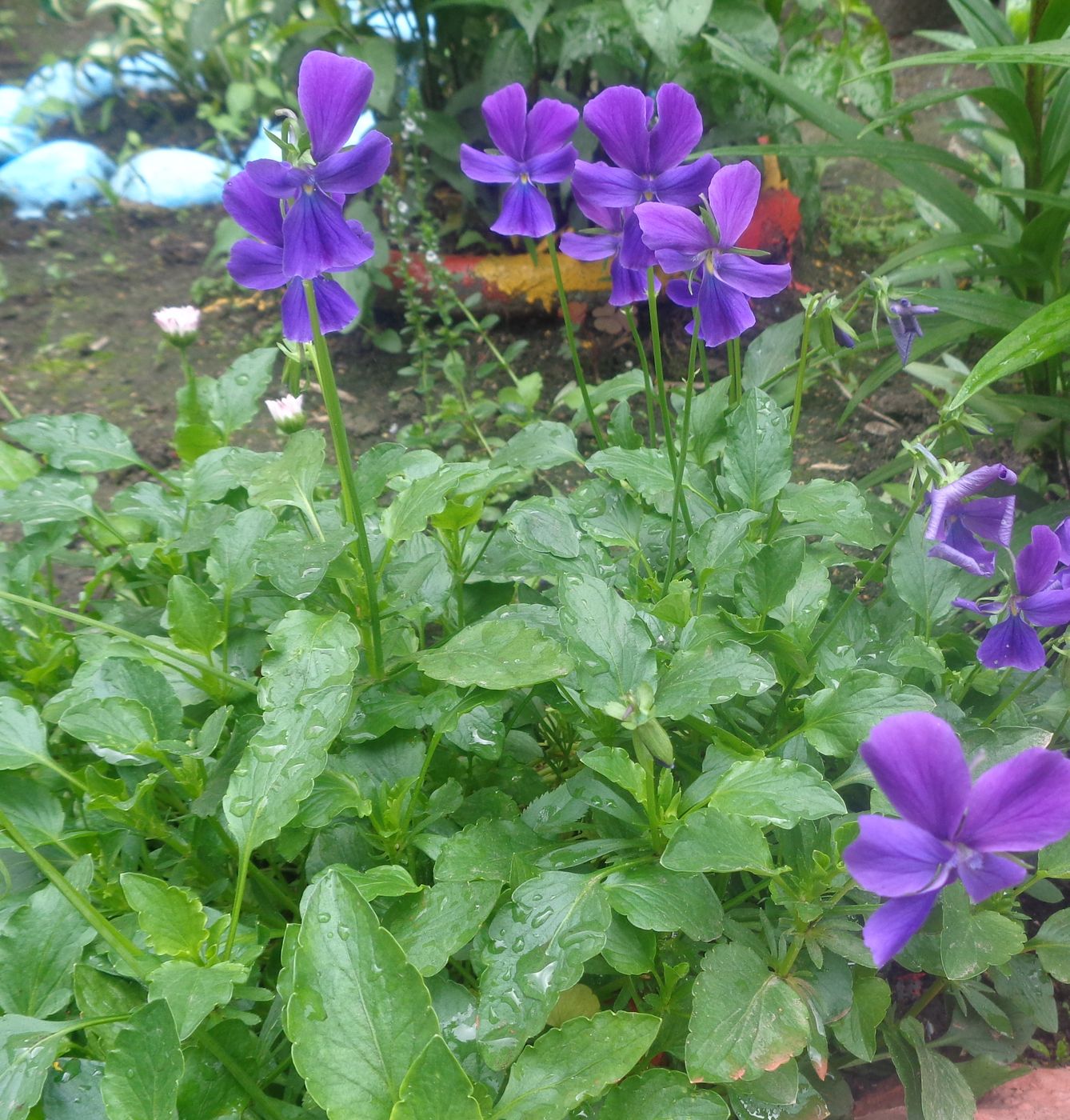 Image of Viola cornuta specimen.