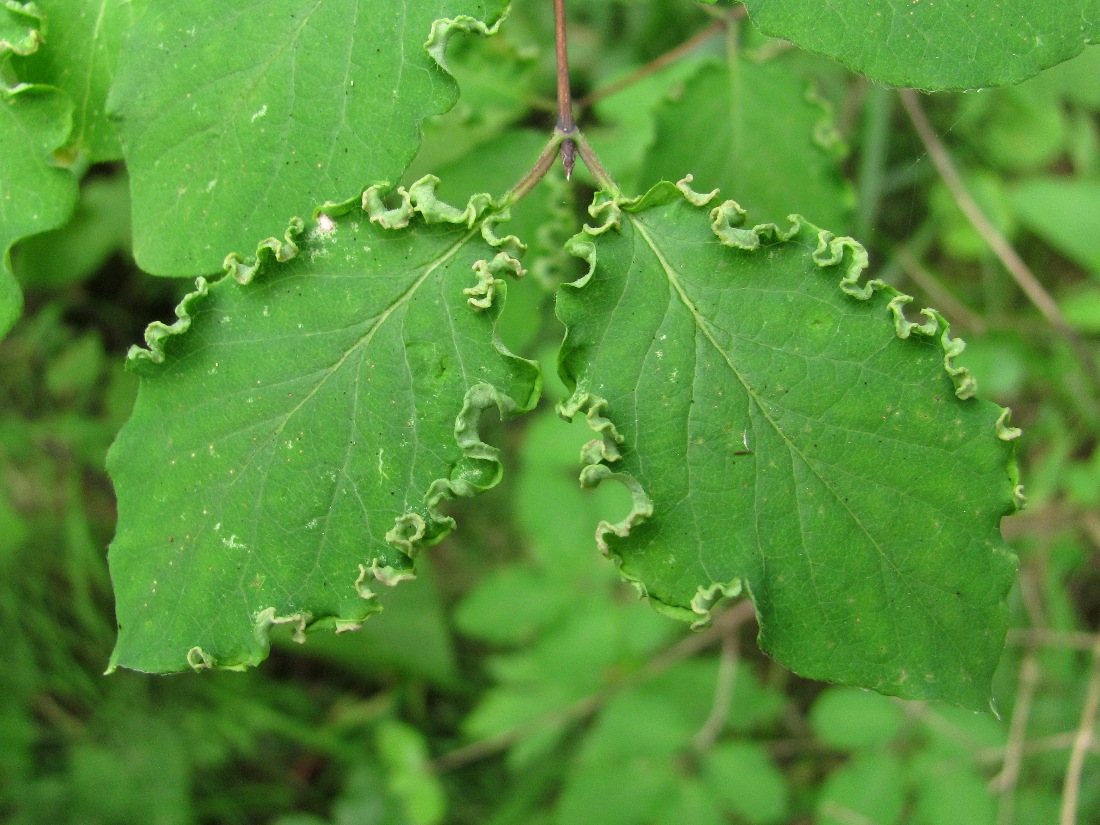 Image of Lonicera xylosteum specimen.