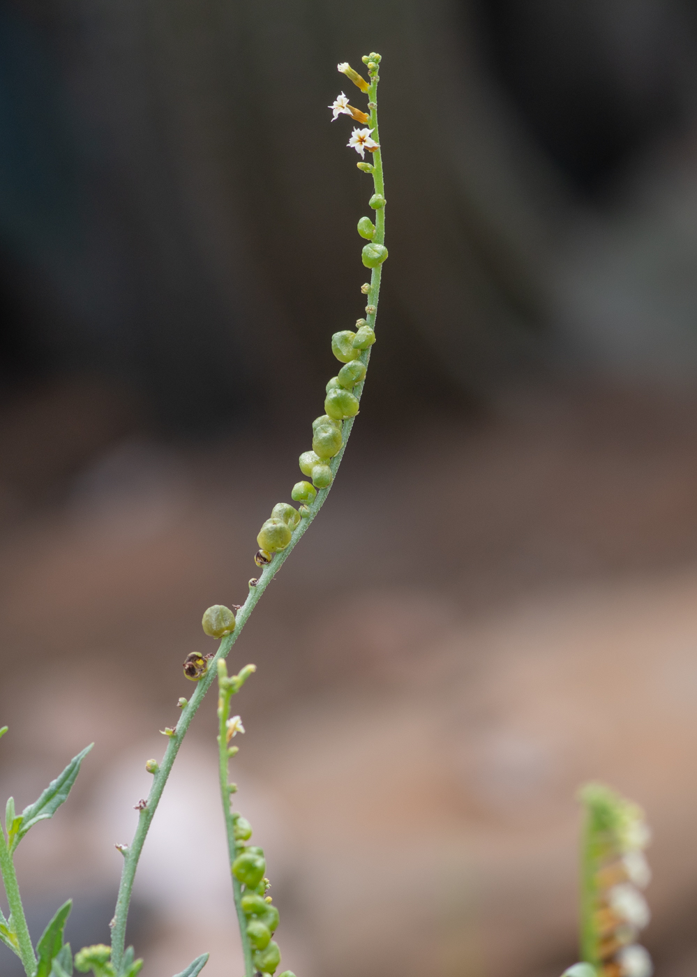 Image of Heliotropium ciliatum specimen.