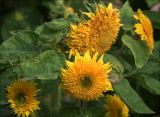 Helianthus annuus. Соцветия и листья на верхушке растения (культивар \"Медвежонок\"). Московская обл., Раменский р-н, окр. дер. Хрипань, садовый участок. 05.09.2020.