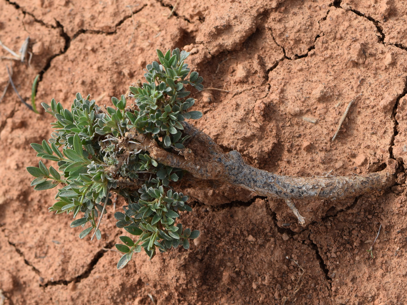 Image of Astragalus schrenkianus specimen.