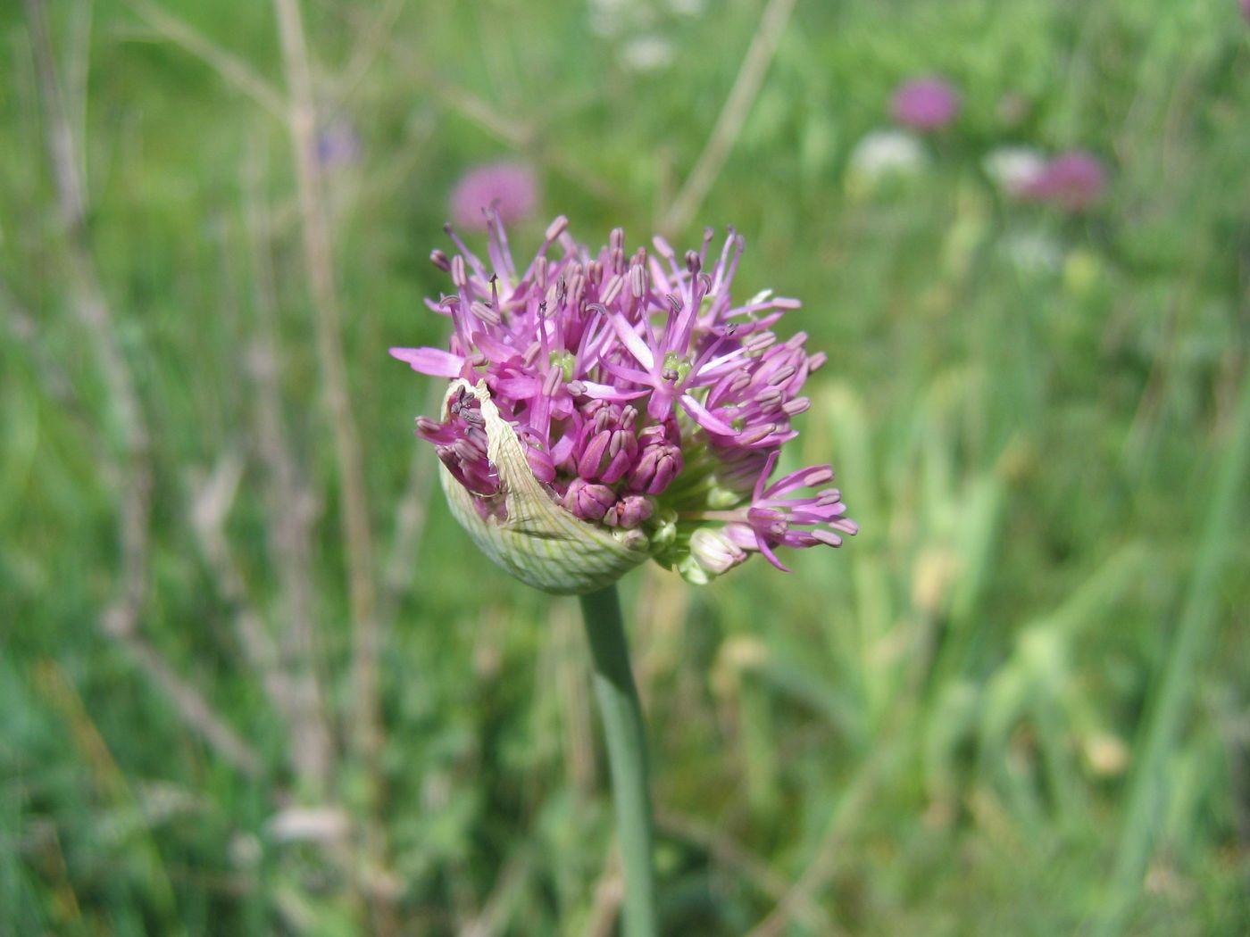 Image of Allium suworowii specimen.