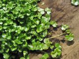 Ranunculus hederaceus. Побеги на поверхности воды. Нидерланды, провинция Дренте, деревня Лоон, дренажная канава. 21 мая 2011 г.