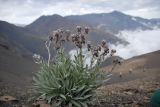 Cynoglossum holosericeum