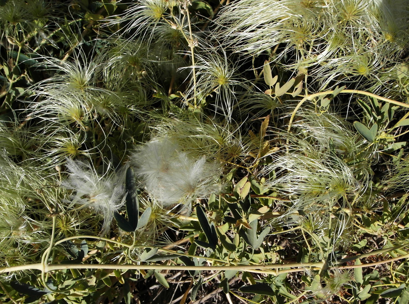 Image of Clematis orientalis specimen.