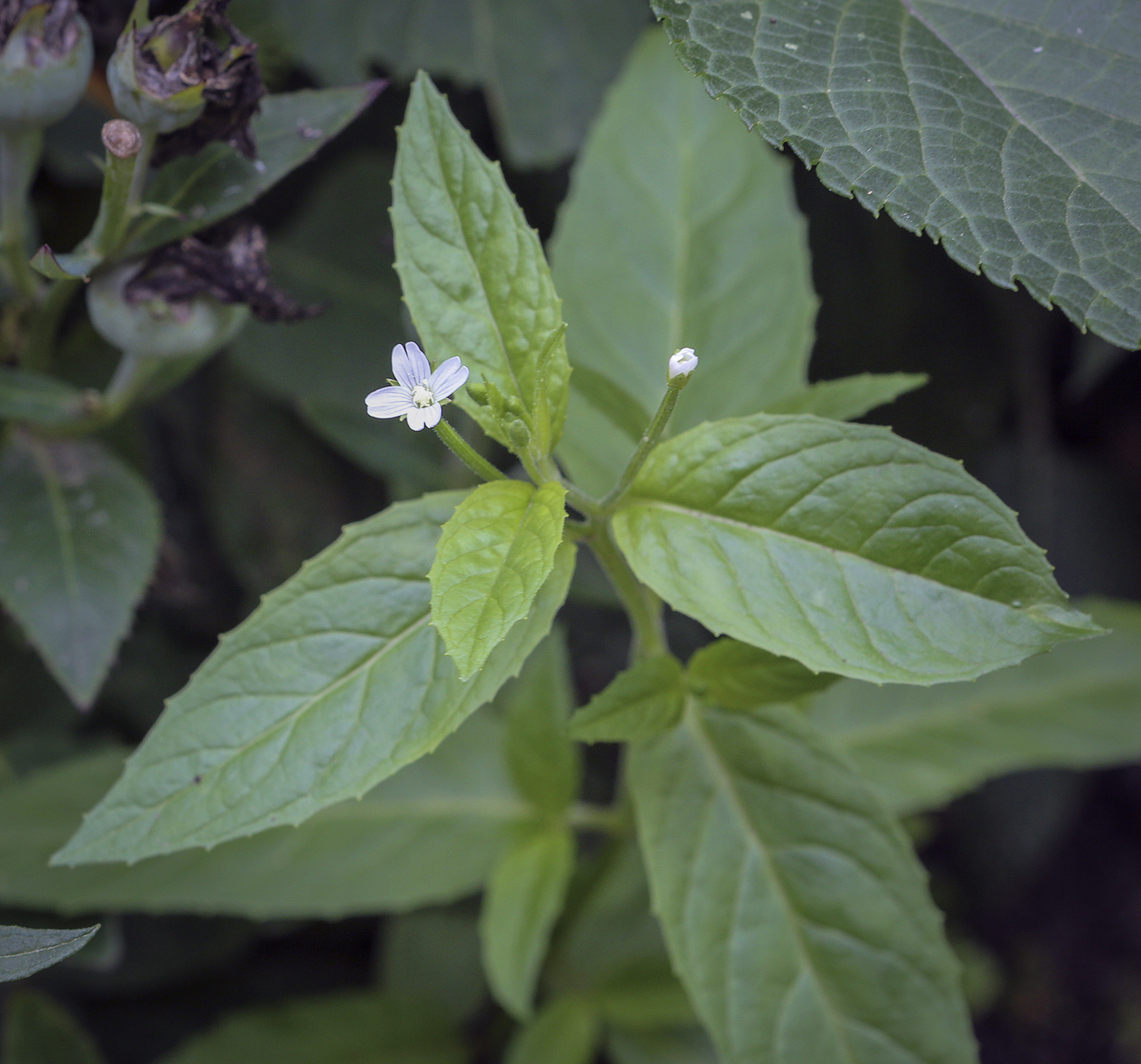 Изображение особи Epilobium pseudorubescens.