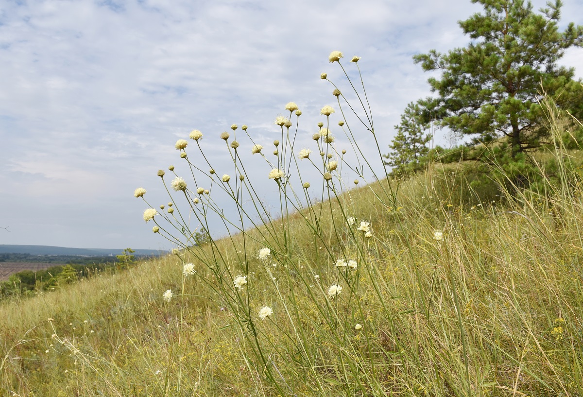 Изображение особи Cephalaria uralensis.