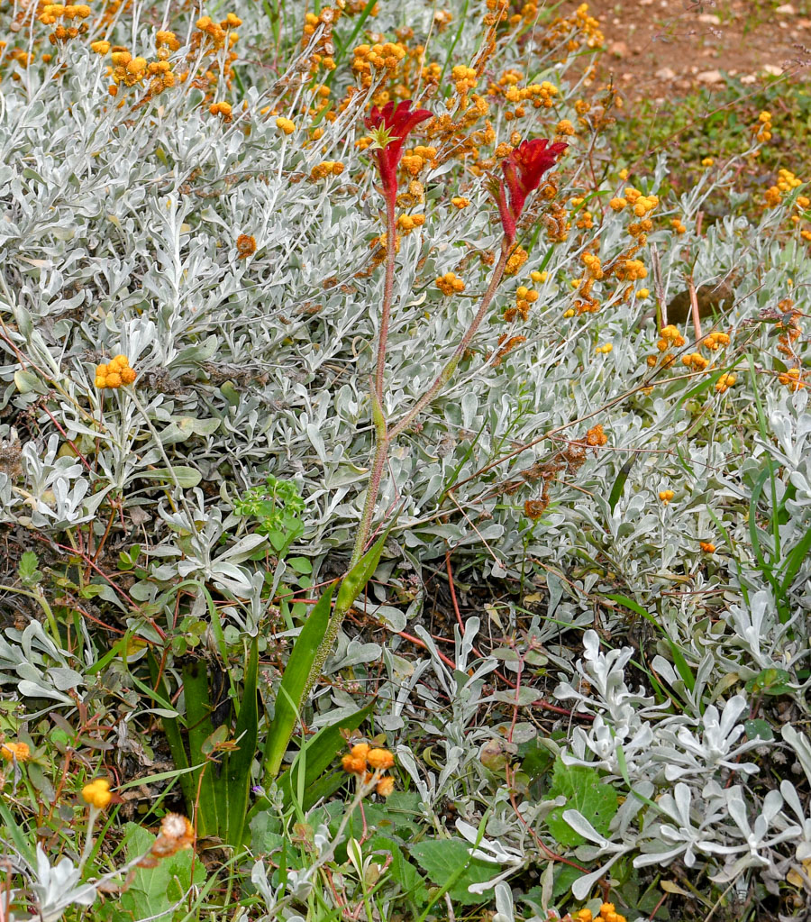 Image of genus Anigozanthos specimen.