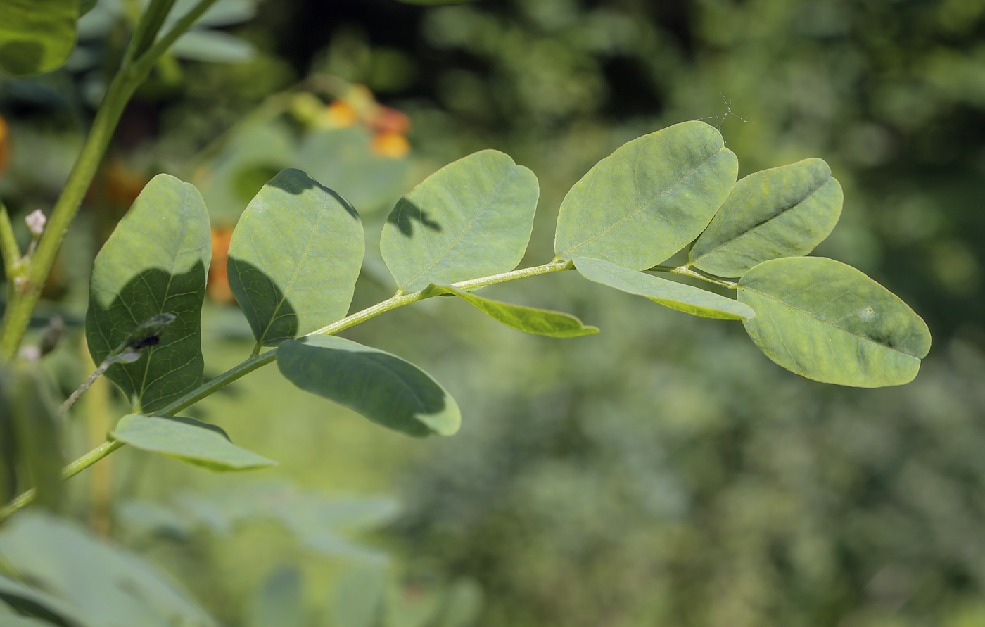 Image of genus Colutea specimen.