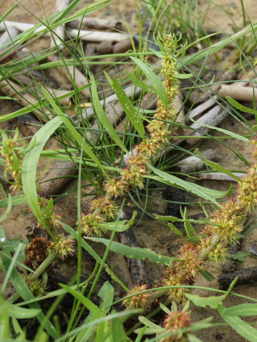 Изображение особи Rumex maritimus.