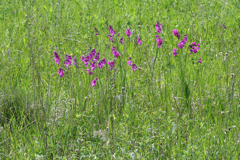 Image of Gladiolus tenuis specimen.