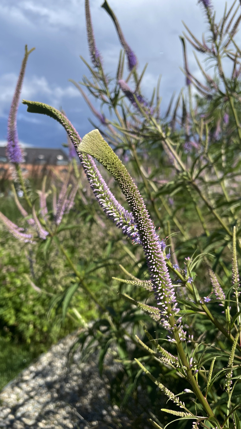 Изображение особи Veronicastrum virginicum.