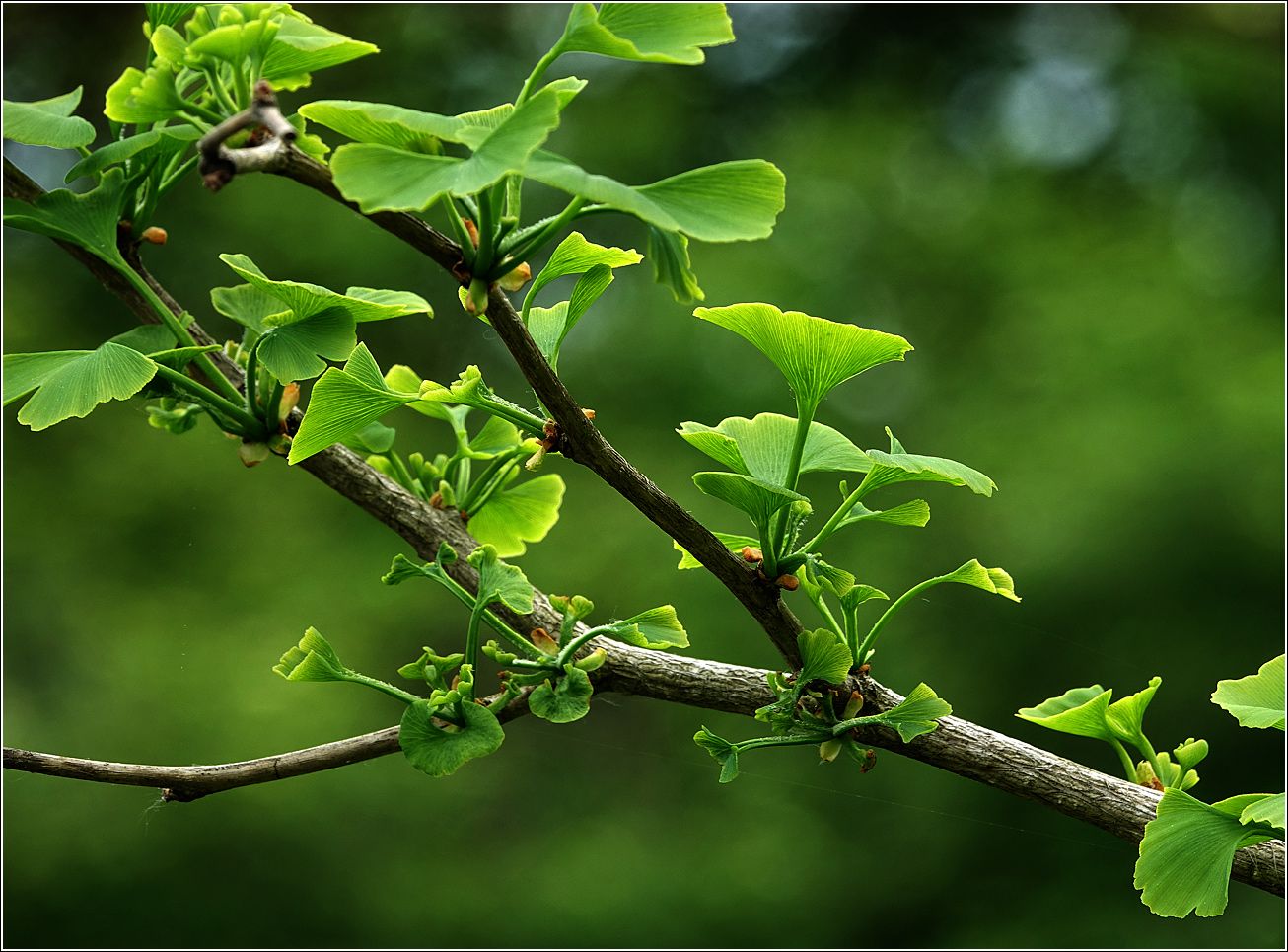 Image of Ginkgo biloba specimen.