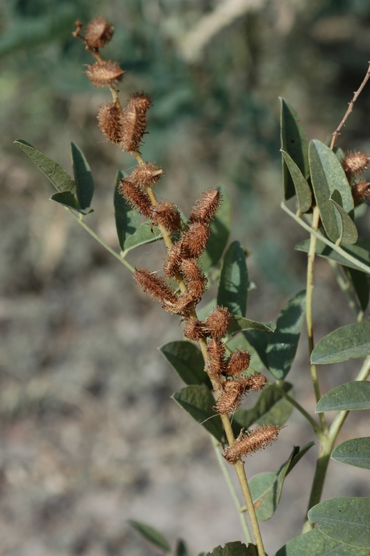 Image of Glycyrrhiza michajloviana specimen.