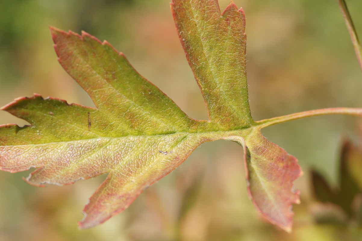 Изображение особи род Crataegus.