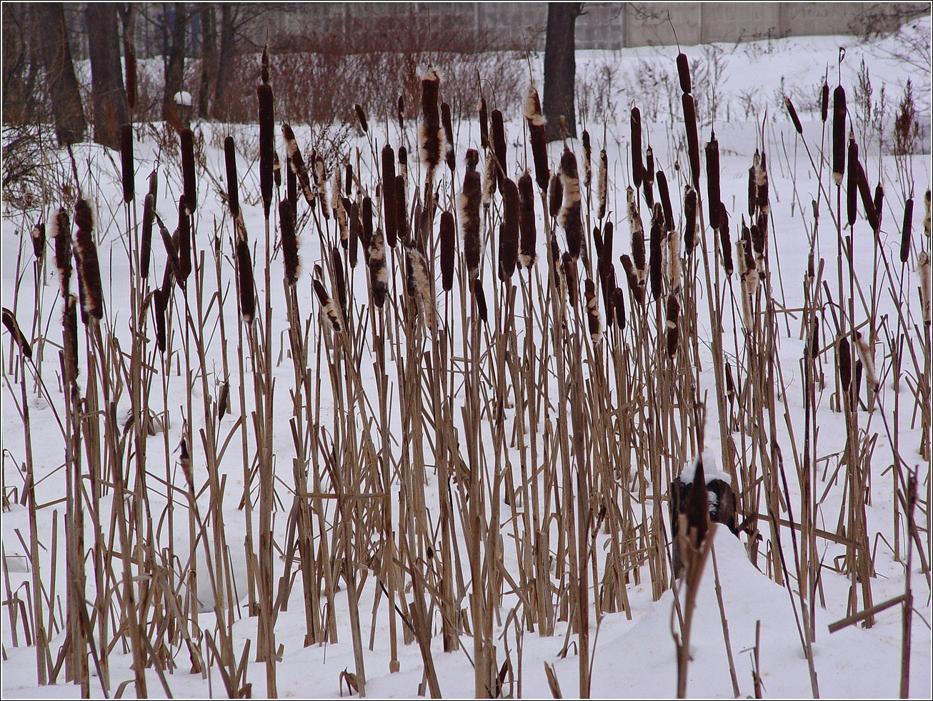 Image of Typha latifolia specimen.