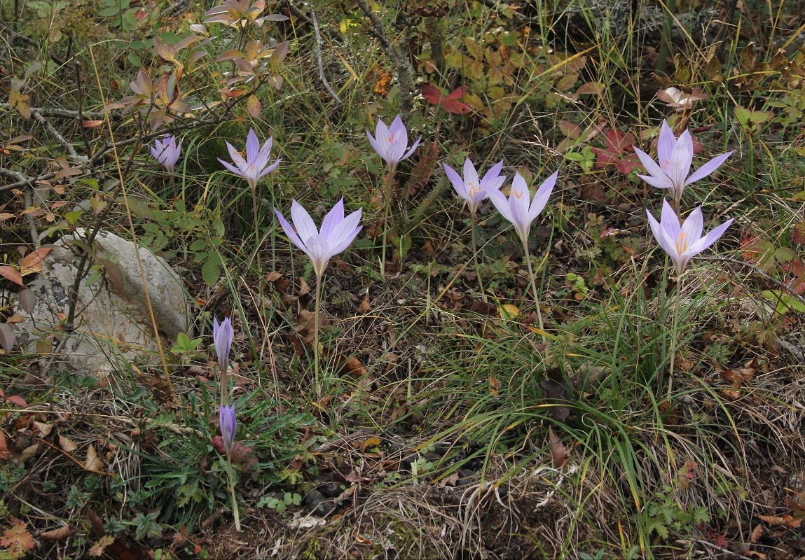 Image of Crocus speciosus specimen.