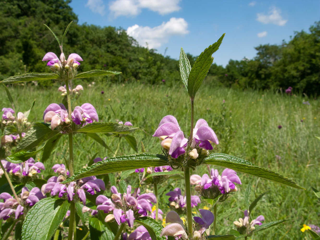 Изображение особи Phlomis taurica.