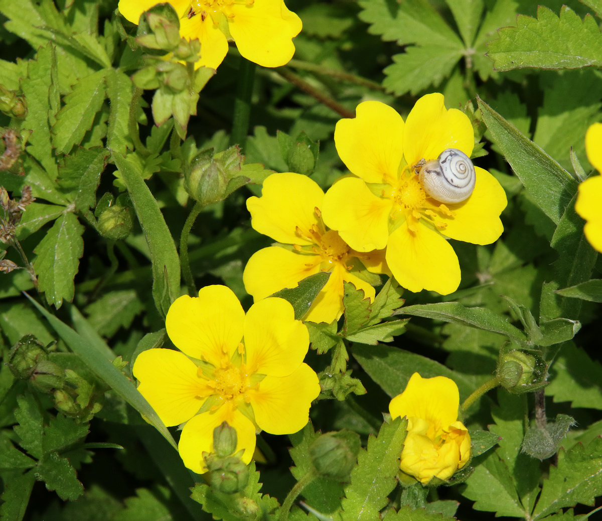 Изображение особи Potentilla reptans.