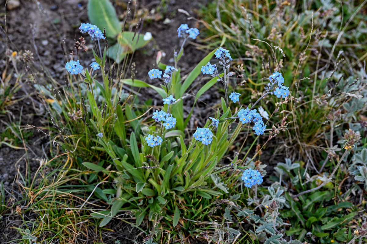 Изображение особи род Myosotis.