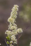 Spiraea hypericifolia