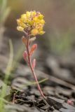 Alyssum minutum. Плодоносящее растение. Ростовская обл., Красносулинский р-н, окр. хут. Зайцевка, каменистая осыпь. 30.04.2023.