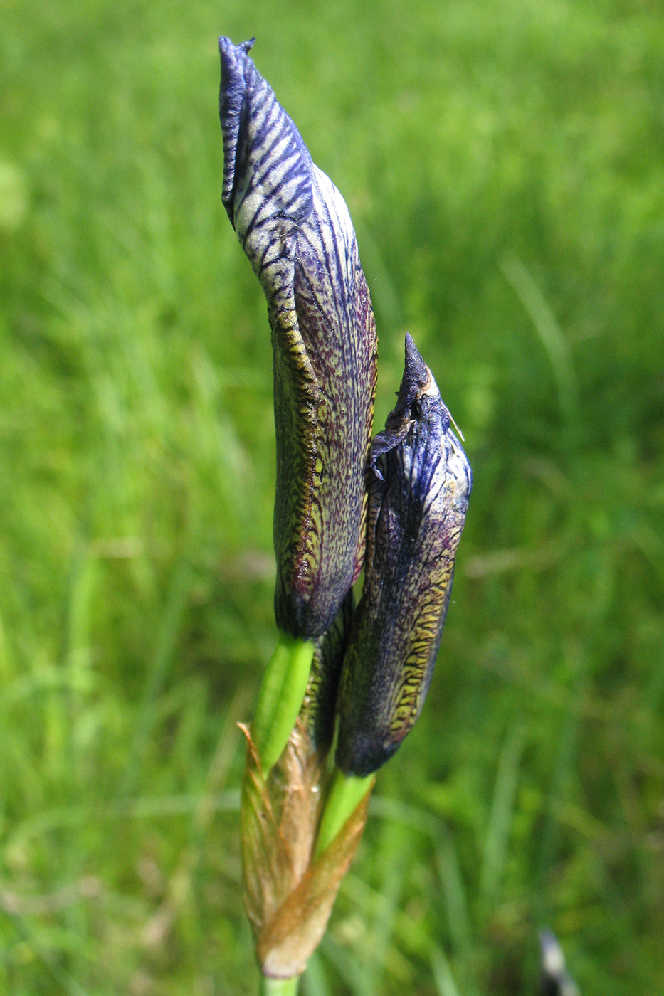 Image of Iris sibirica specimen.