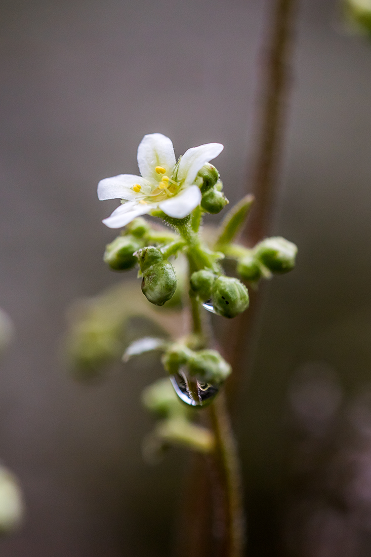 Изображение особи Saxifraga cartilaginea.