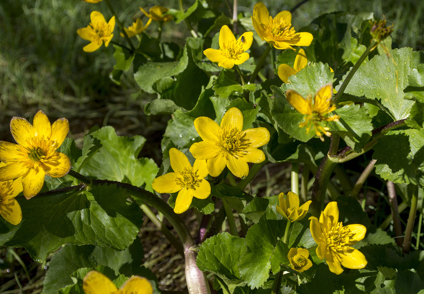 Image of Caltha polypetala specimen.