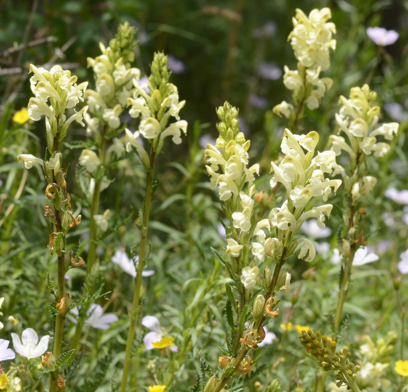 Image of Pedicularis dolichorrhiza specimen.