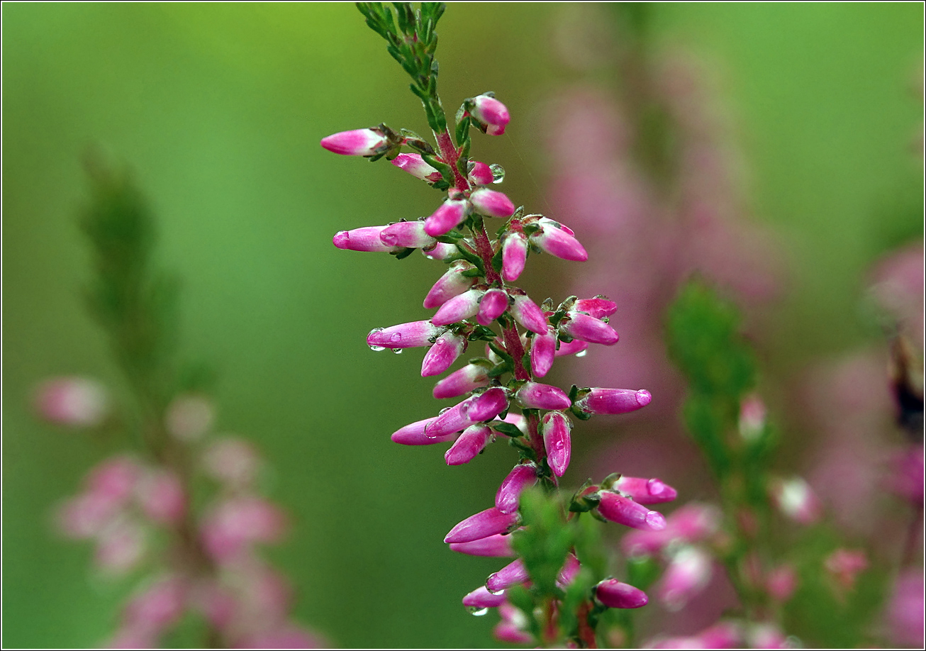 Image of Calluna vulgaris specimen.