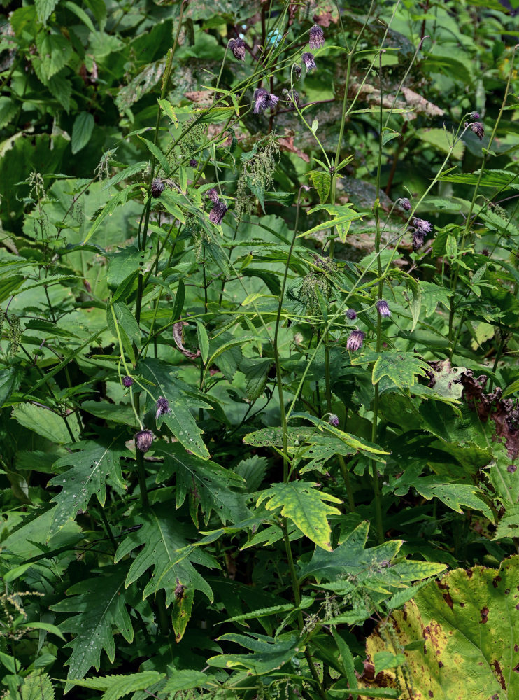 Изображение особи Cirsium kamtschaticum.