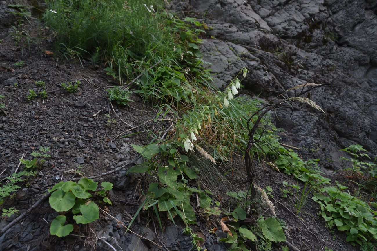 Изображение особи Campanula alliariifolia.