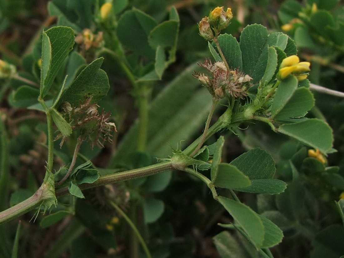 Image of Medicago denticulata specimen.