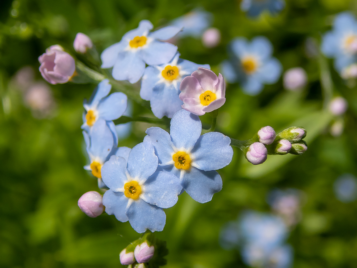 Image of Myosotis palustris specimen.