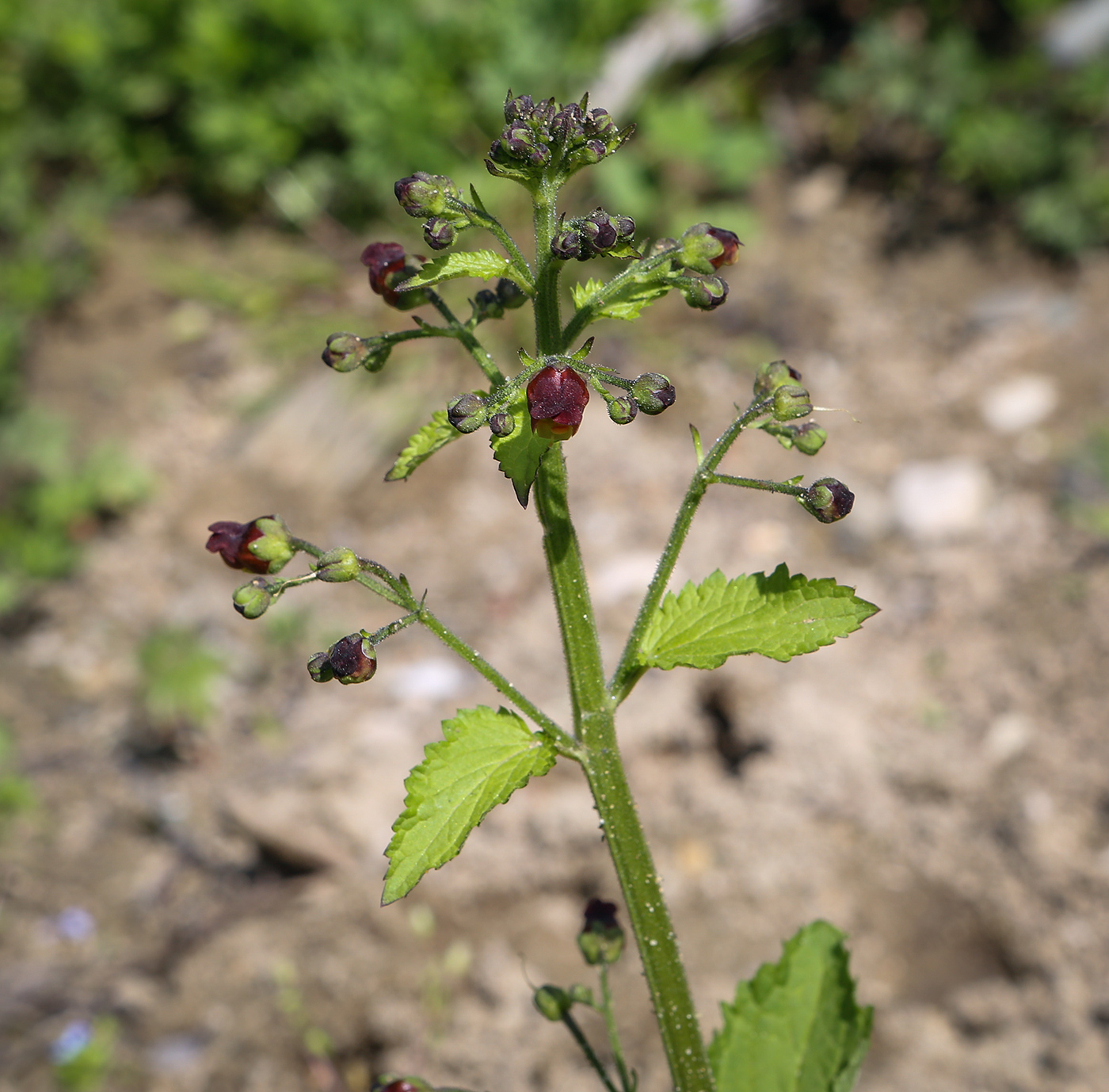 Изображение особи Scrophularia scopolii.