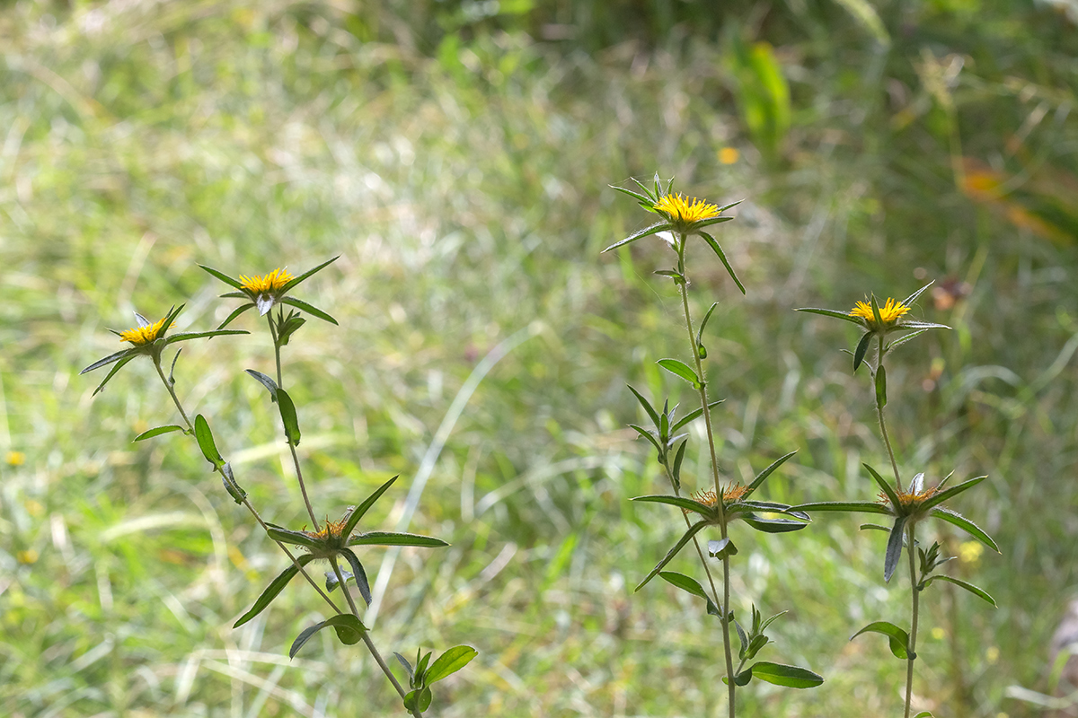 Изображение особи Pallenis spinosa.