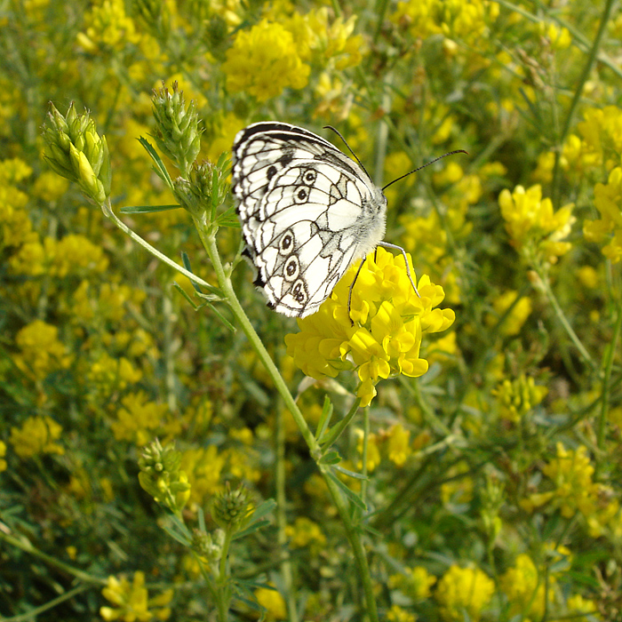 Image of Medicago romanica specimen.