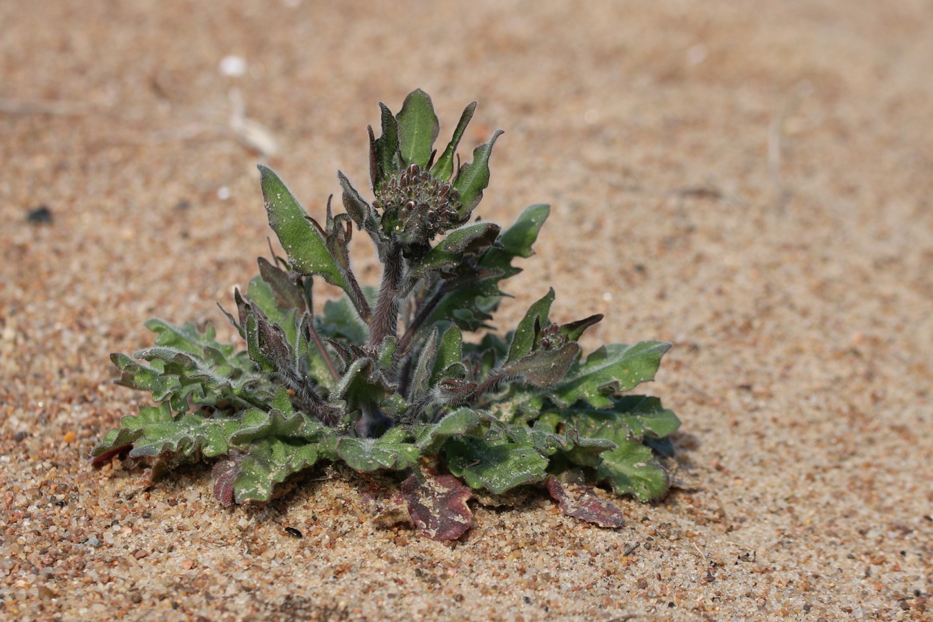 Image of Arabidopsis arenosa specimen.