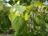 Populus davidiana. Верхушка ветви. Хабаровский край, окр. г. Комсомольск-на-Амуре, кедрово-широколиственный лес. 26.05.2024.