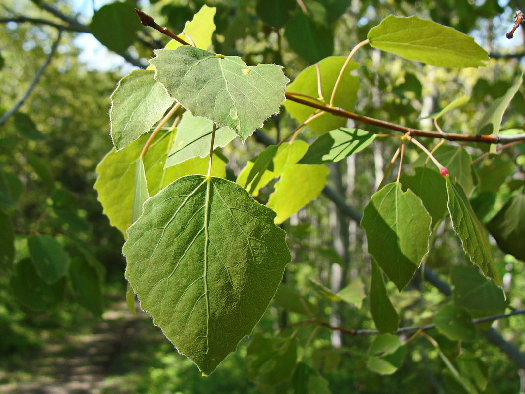 Image of Populus davidiana specimen.