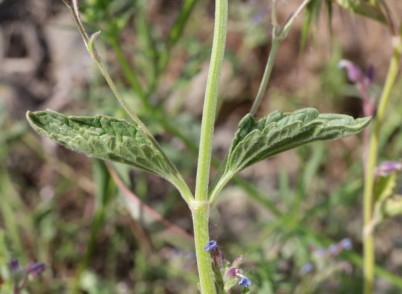 Image of Nepeta micrantha specimen.