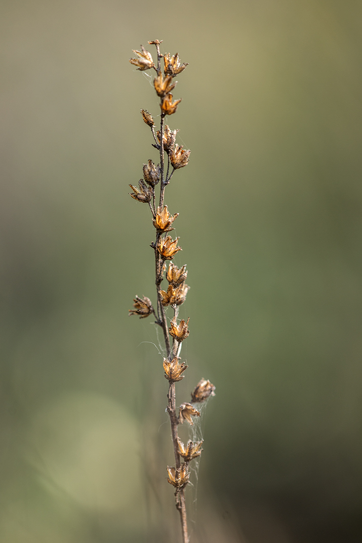 Изображение особи Artemisia salsoloides.