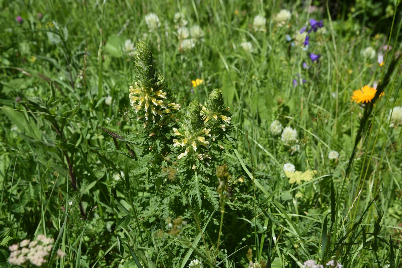 Изображение особи Pedicularis condensata.